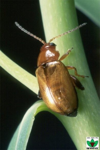 Aphthona-nigriscutis